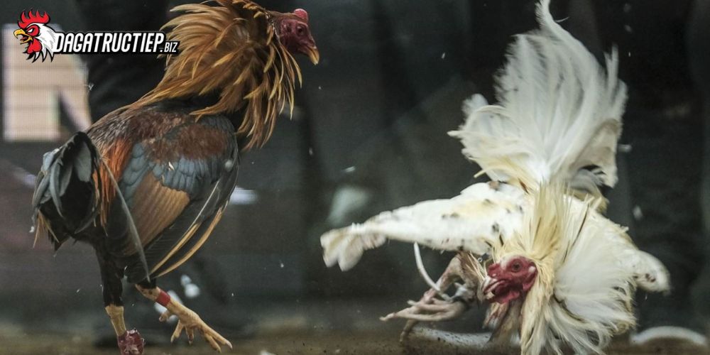 Đá gà Thomo Campuchia diễn ra hàng trăm trận đấu gây cấn mỗi ngày