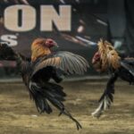 SV368 là nhà cái đá gà uy tín số 1 châu Á