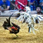 Xem đá gà Thái Lan trực tiếp tại dagatructiep.biz